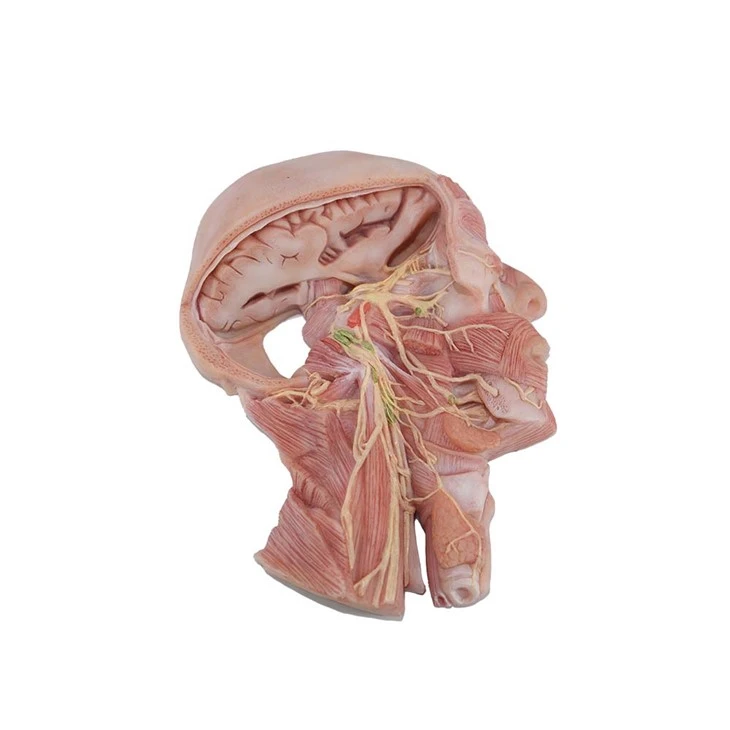 Kranienerve model